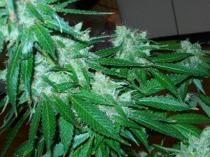 immortal flowers grape head harvested today day 60