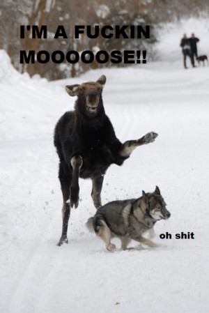 BLOG - Funny Moose Meme
