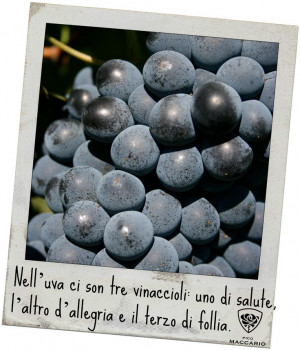 Italian Wine Quotes Wine italian quotes