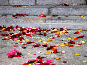 ROSE PETALS FROM HEAVEN ️