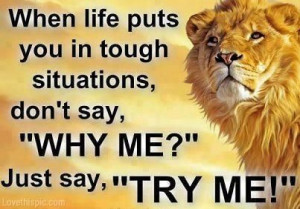... quotes positive quotes quote life quote lion positive quote inspiring