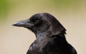 Animal - Crow Wallpaper