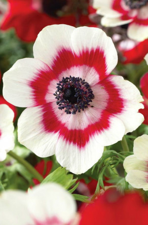 Ring of Fire Poppy Anemone | Collections Etc~~