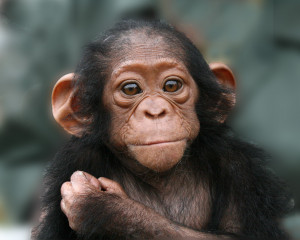 Chimpanzees are endangered.