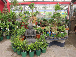 Bonsai Tree Plant for Sale