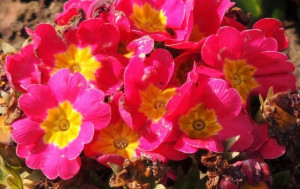 Primrose Flowers via Colorfull at www.Facebook.com/colorfullss