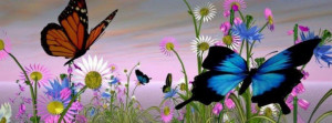 ... Collection of Butterflies and Butterfly Facebook Timeline Photo Covers