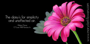 Single pink daisy and Robert Burns daisy quote from Mary Clark Flowers