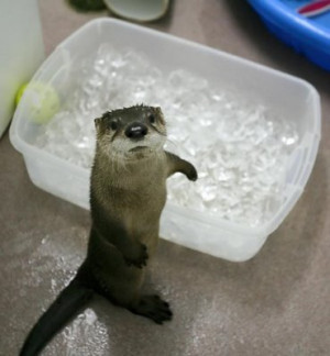 My Blog __ have you ever seen a baby otter?