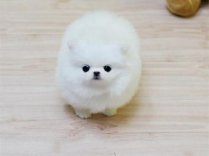 Miniature Pomeranian Pup