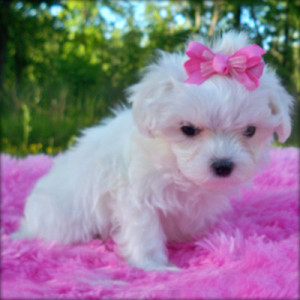 Quotes About Maltese Dogs