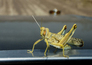 Acridophobia is an abnormal fear of grasshoppers and locusts.