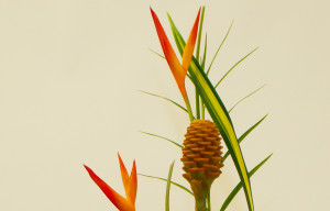 Tropical Flower Coloring...