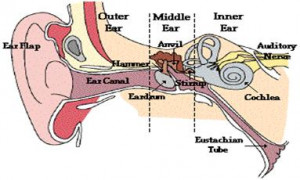4th Grade Science Ear Diagram