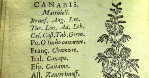 An early depiction of cannabis from Jean Vigier’s Historia das ...