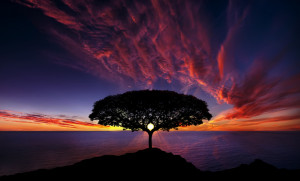 Awesome photo of sunset behind the tree