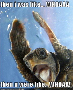 Things that make you smile turtle go woah!