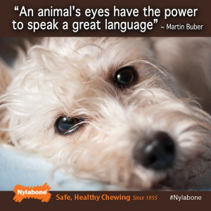... martin buber # dogs # pets # quotes courtesy of www nylabone com