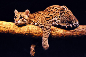 Displaying Gallery Images...