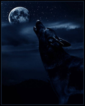 black wolf howling
