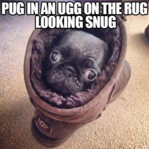 Another funny pug picture but this time this pug puppy in as snug as a ...