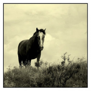 boxer 1 boxer is a horse who is described as