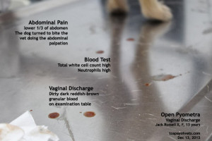 The dog vomited daily for 19 days