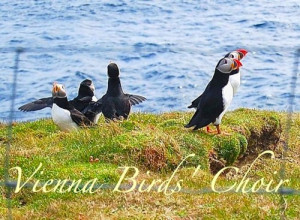 Vienna Birds Choir - Cute Singing Puffins Funny Animals Photo Download