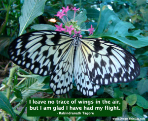 leave no trace of wings in the air ,