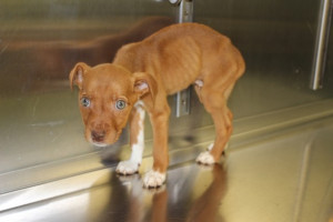 The Niagara County SPCA says police are working on obtaining a warrant ...
