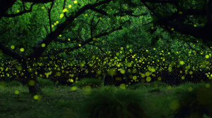 Bing Images - Fireflies - Long-exposure photograph of fireflies in a ...