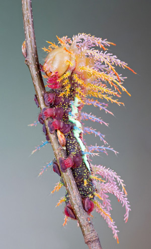 Funny Pictures A Saturniidae moth's caterpillar.