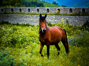 Artsakh horse in Armenia