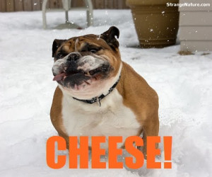 Funny Dog with a cheesy smile