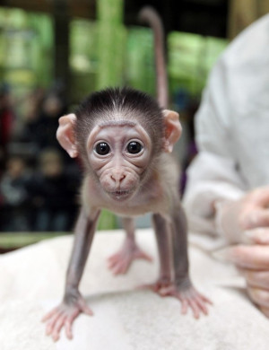Cute Baby Monkey Taking Bath