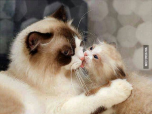 Is that Grumpy Cat being friendly? - Grumpy Cat Picture