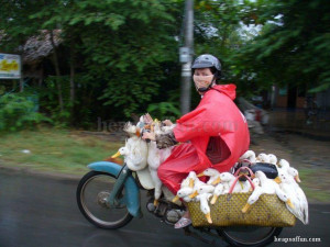 Funny chicken and duck motorbike