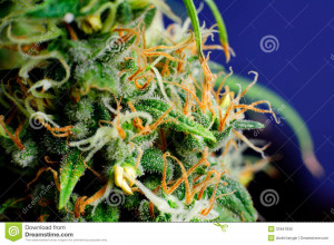 marijuana-plant-macro-bud-medical-plants-flower-31847935.jpg