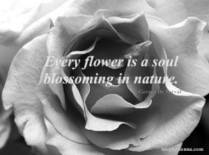 FlowerQuote Inspirational Quotes and Black amp White Photography