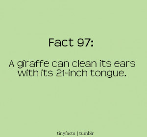 funny giraffe quotes source http graphics99 com a giraffe can clean ...