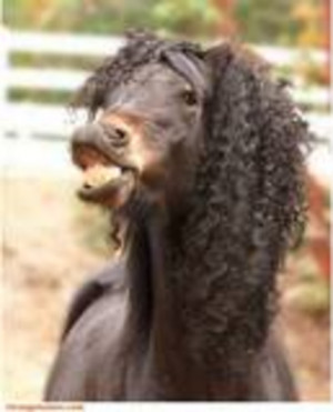 Th Funny Horse Hair Weave image
