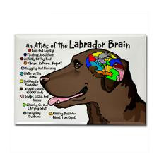 Chocolate Lab Brain Rectangle Magnet for