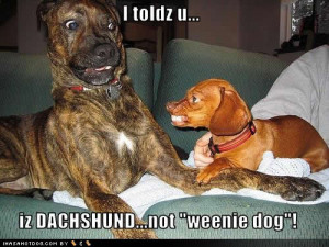 Funny Dog Pictures, Funny Cat Pictures, and More Funny,funny dog ...