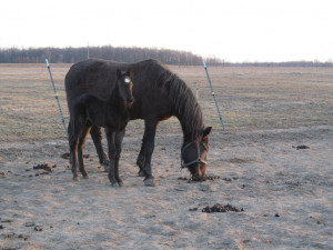 Wallpapers The 10 Most Beautiful Pictures Of Morgan Horses Horse3