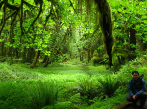 ... rainforest looks like ken wu olympic peninsula temperate rainforest