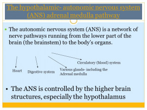 Higher Brain Centres (cortex & limbic systems) Hypothalamus ...