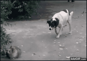 Sneaky dog attacks cat.