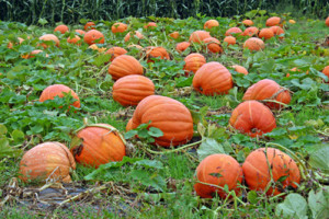 pumpkin molds for growing pumpkins