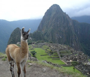 Photo of young llama at Machu Picchu]