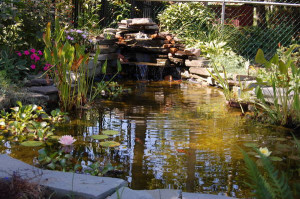 urbansplatter build a natural waterfall pond for your garden